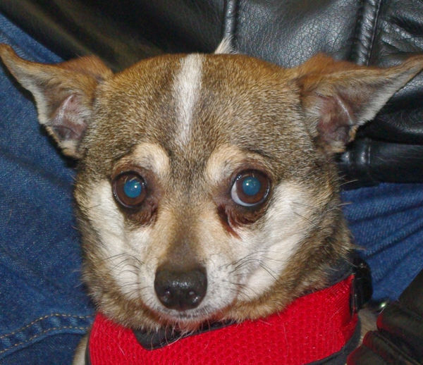 Pets of the Week: Taz